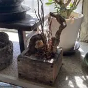 いっしんの画像