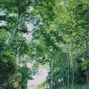 オールアウトの画像