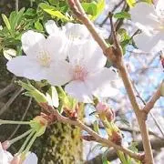 ゆのの画像