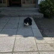 レオの画像