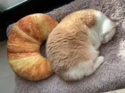 颯