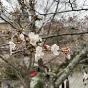 mizu