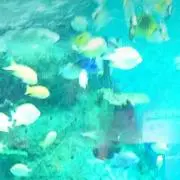 ひよこ