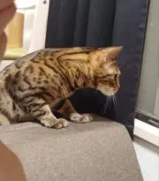 Sの画像