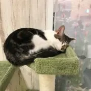 いちごの画像