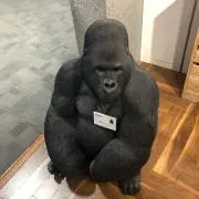 maikichiの画像