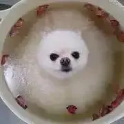 chica【700円以下多数出品中】の画像