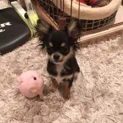 まろの画像