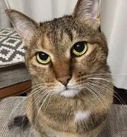 みよし