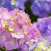 ♪anco♪プロフ一読お願いしますの画像