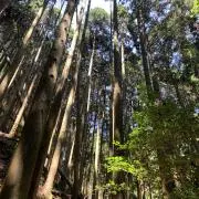 キタノの画像