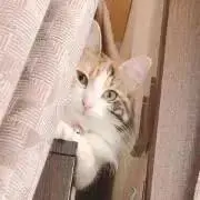 harupo-poの画像