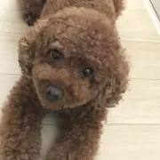 まひまひの画像