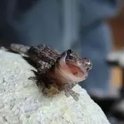 なめくじ。の画像