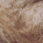 ぽむの画像