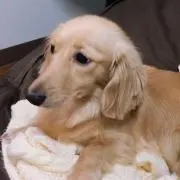 きなこ
