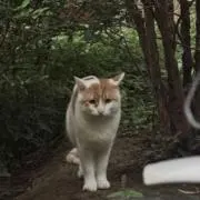 つつ