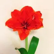 あまさん