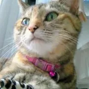 うみねこの画像
