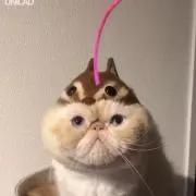 Sizukuの画像