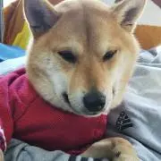 ふじこの画像