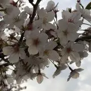 ラッキーの画像