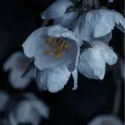 いちご