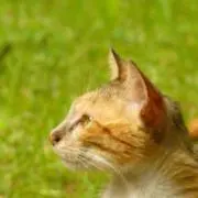 オレンジ