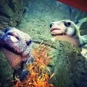 かおり
