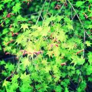 spring