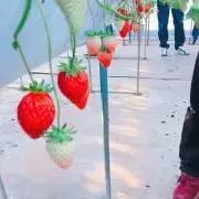 おこめの画像