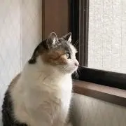 Yoshita05の画像