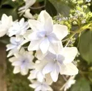 【商品全匿名配送】まっちゃの画像