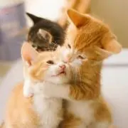‼️の画像
