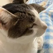 かぎしっぽ