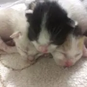 ヤニサ
