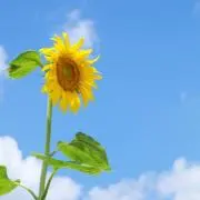 ペチの画像