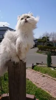 みほの画像