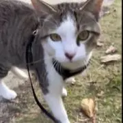 生麩の画像