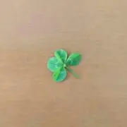 SAKUの画像