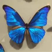 yoyoの画像