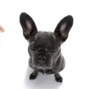 にゃんこ