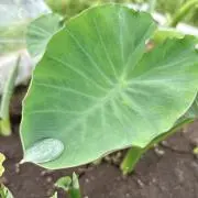 なのはなぁ♡の画像
