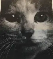 yokookyouの画像