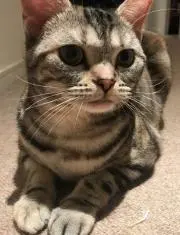 マカロンママ