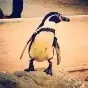 いもろんぐ