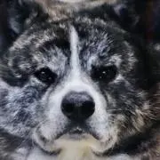 odarinの画像
