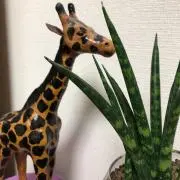 シャビニエスタの画像