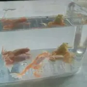 慶ママ