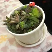 babaricoの画像